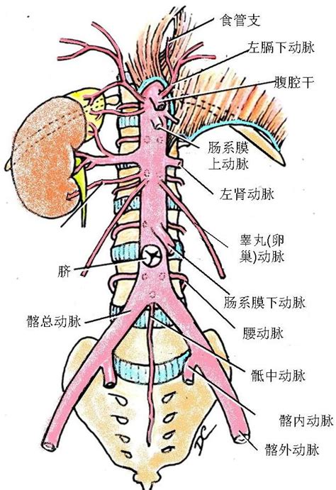 腹主動脈分支口訣|腹主動脈及其分支